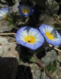 Convolvulus tricolor subsp. cupanianus